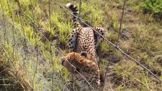 Two Cheetah Fights