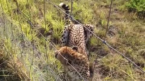 Two Cheetah Fights