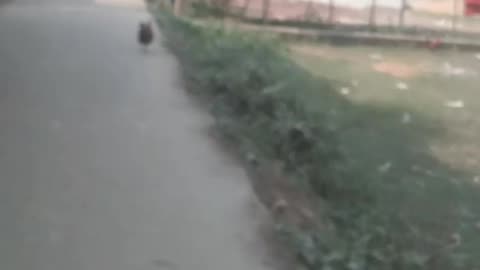 Watch the cockfight.