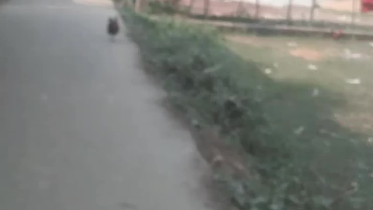 Watch the cockfight.