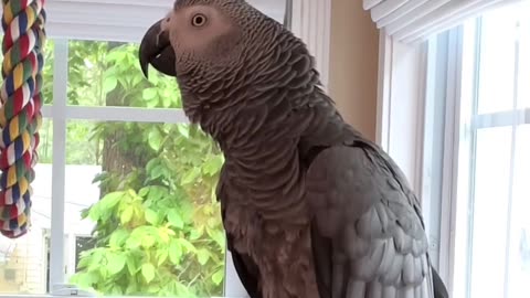 Parrot Talks to Alexa – Smart & Hilarious 🦜📱