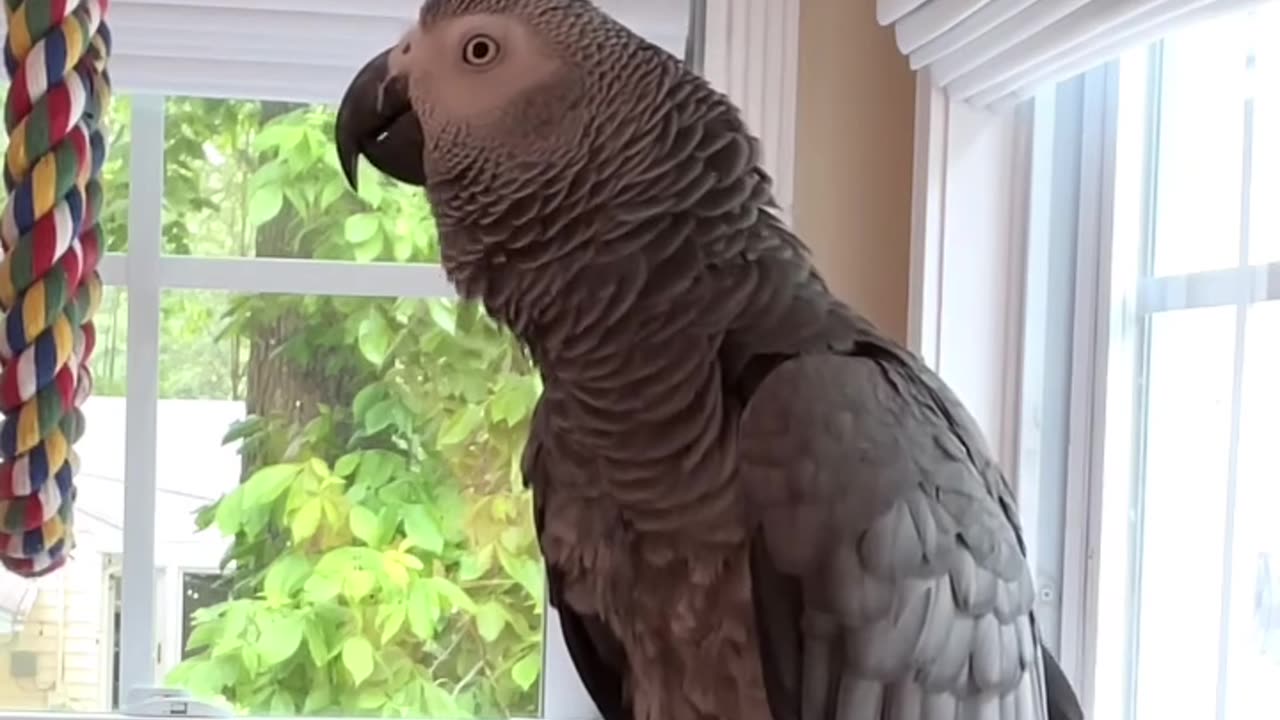 Parrot Talks to Alexa – Smart & Hilarious 🦜📱