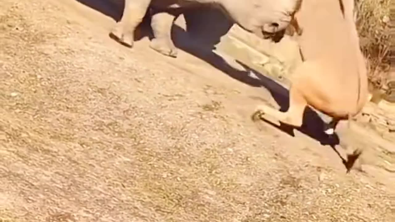 🐃⚔️ Bold Nilgai Challenges Two Rhinos but Faces the Consequences! 🦏