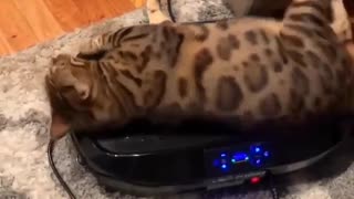 🤣💡 The Cat's New Favorite Toy! Vibration Plate Fail | FunFM
