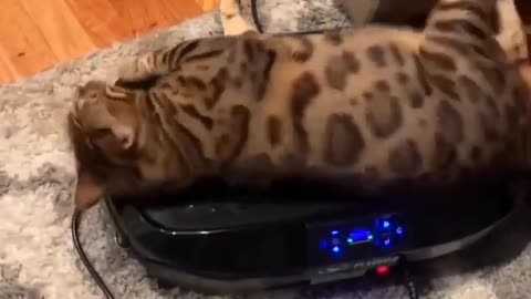🤣💡 The Cat's New Favorite Toy! Vibration Plate Fail | FunFM