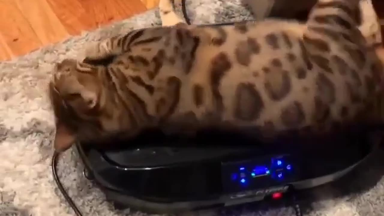 🤣💡 The Cat's New Favorite Toy! Vibration Plate Fail | FunFM