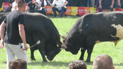Cicko od Zebe vs Krilan od Karića Bijelo Polje 2025