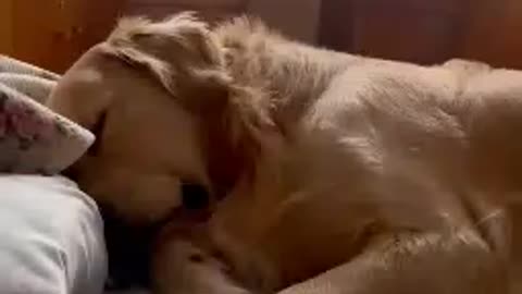 what do dogs dream about? #doglife #dogshorts #dogvideos