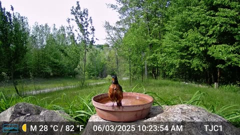 Robin Happily Taking a Bath