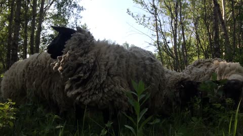 Sheep Munching and Crunching