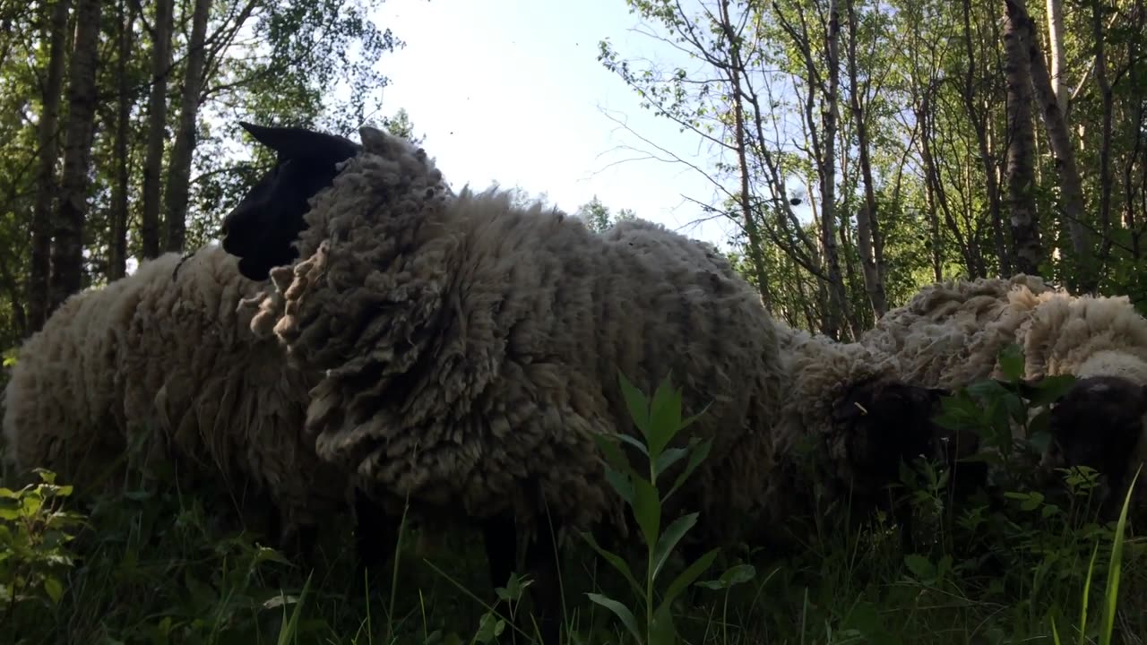 Sheep Munching and Crunching