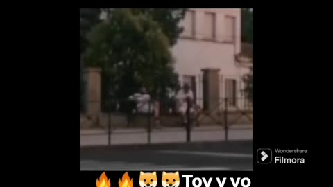 🔥🔥🐶🐶Toy y yo controlamos que dos jovenlandeses sentados en un banco no hagan nada a la gente