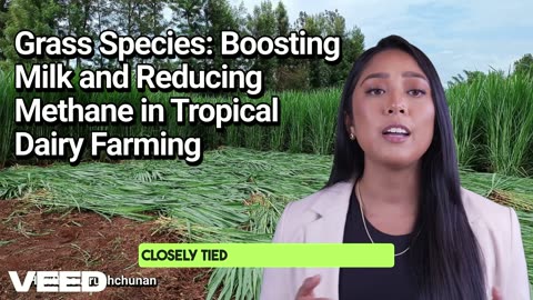 Grass Species:Boosting Milk and Reducing Methane in Tropical Dairy Farming