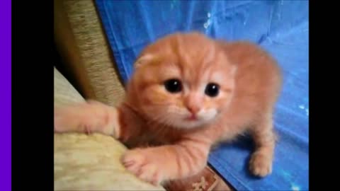 cat videos