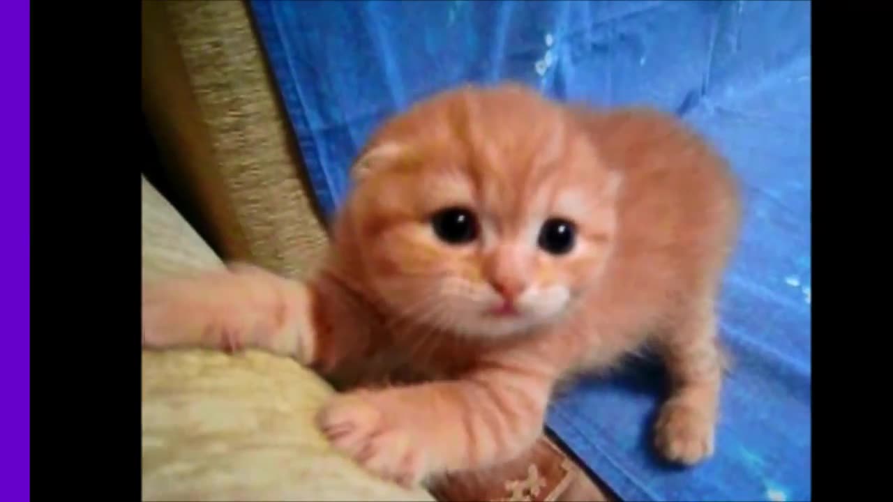 cat videos