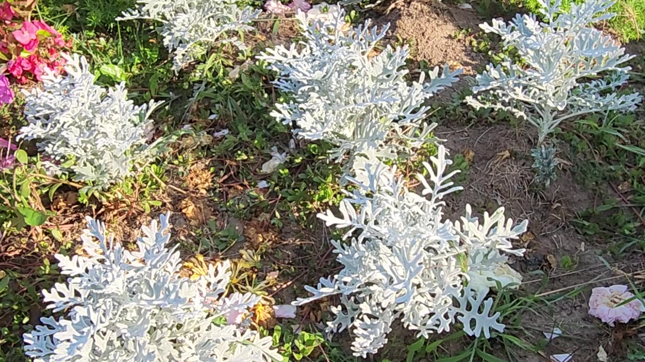"Morning Sun on Forest of Silver-Dusts."