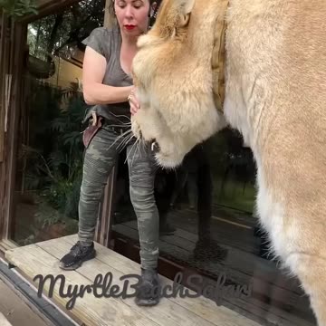 The worlds largest cat. Guinness, book of world records three times. Liger MyrtleBeachSafari