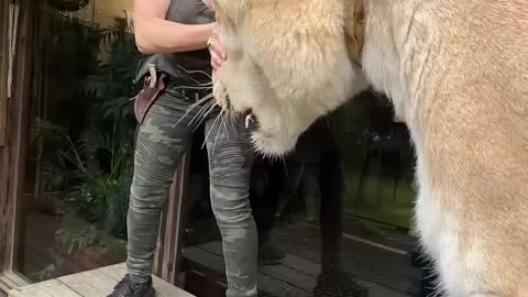 The worlds largest cat. Guinness, book of world records three times. Liger MyrtleBeachSafari