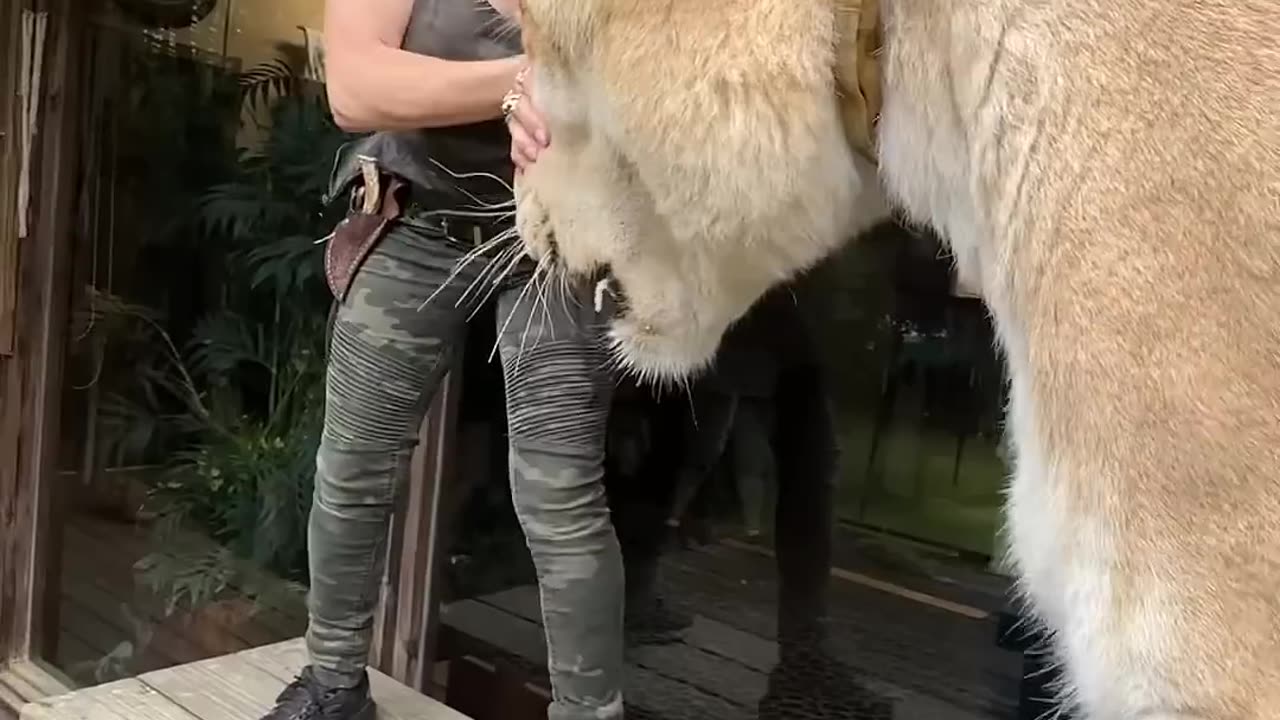 The worlds largest cat. Guinness, book of world records three times. Liger MyrtleBeachSafari