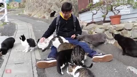 These CATS are too FUNNY! 🤣 | New Cat Videos 2025