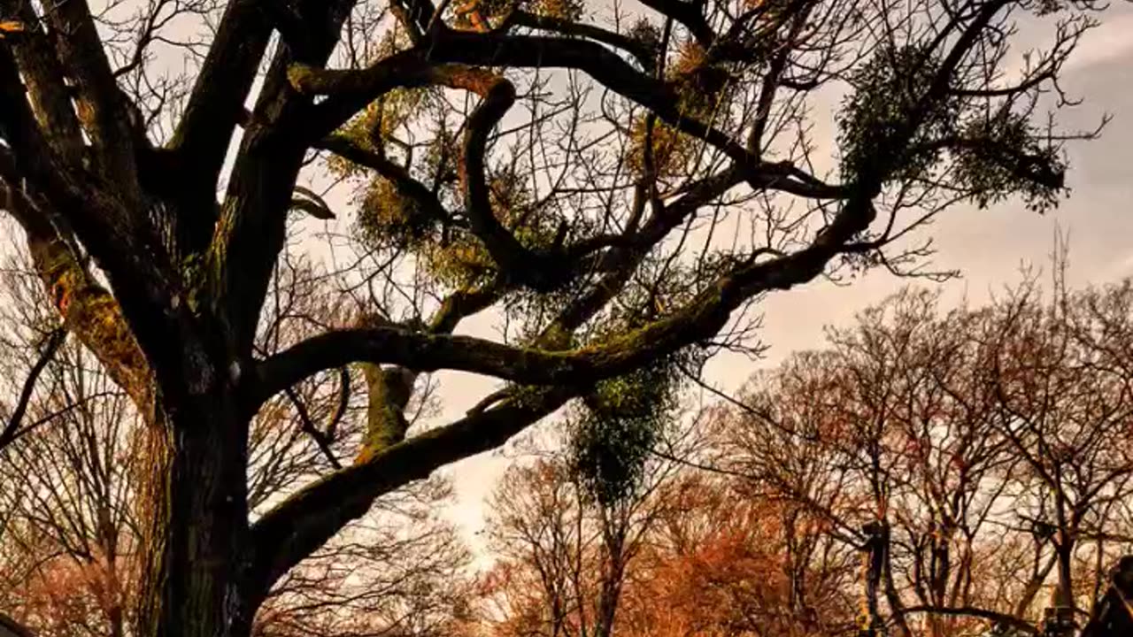 CEMETERIES VS. GRAVEYARDS