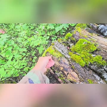 First Time Doing This_ Tips, Tricks, and Wax! #mushrooms #livingoffgrid