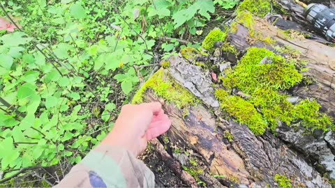 First Time Doing This_ Tips, Tricks, and Wax! #mushrooms #livingoffgrid