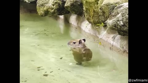 Funniest Animals Videos