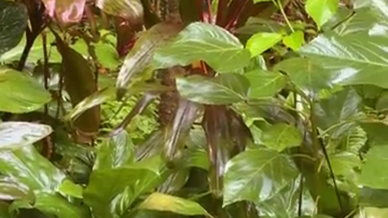 Vertical4k nature dream land