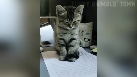 Funniest Cats and Dog