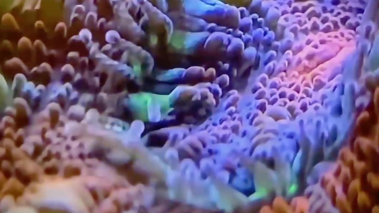 WHO’S THAT CORAL?! 🪸 Test Your Reef Knowledge! (Episode 7)