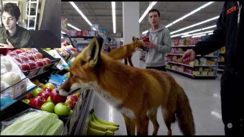 Outtake #1,014 Of The Over 5 Fictitious Foxes Roam Around A Walmart Supercenter Fake Strange Video