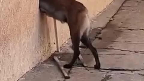 Clever Dog Find it's way to Enter