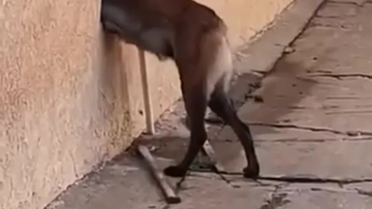 Clever Dog Find it's way to Enter