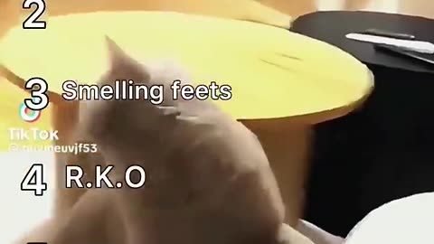 The funniest cat videos on TikTok that I could find