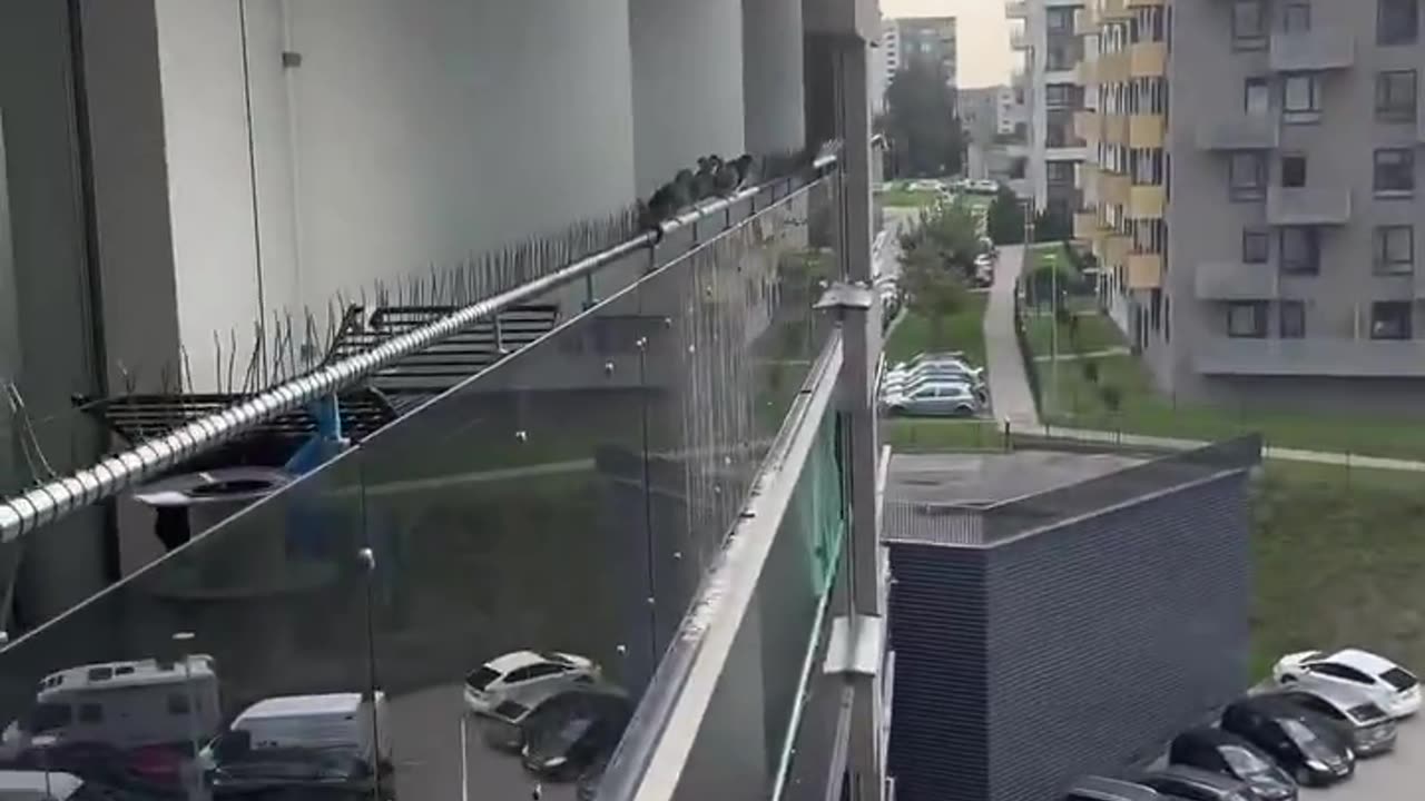 Homeowners in Russia found a clever way to stop birds from messing up their balcony windows 🐦
