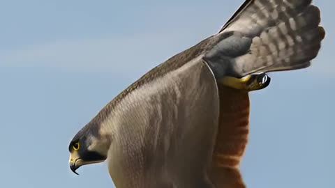 Peregrine Falcon at 240 MPH! The Fastest Animal on Earth 🦅⚡