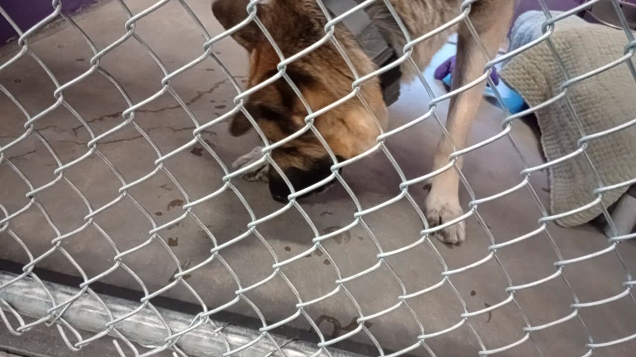 Waylon 8y Pet Id 949224 kennel 18 HSSAZ shelter most easygoing german shepherds I've met20251031758