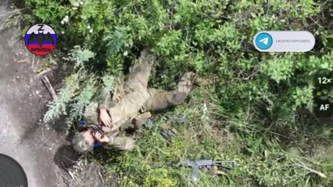 Two boars were not allowed to hide in the bushes