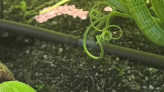 Carrie Underwood grows tromboncino squash in her garden journey 🌱