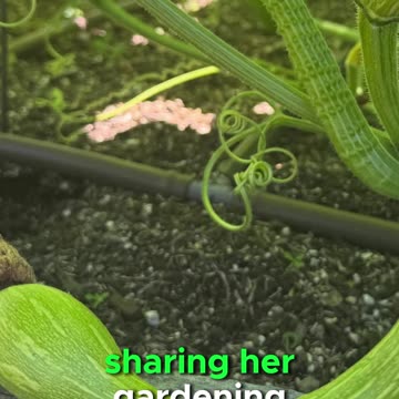 Carrie Underwood grows tromboncino squash in her garden journey 🌱