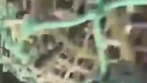 This is an Unforgettable Moment! Fisherman Caught a Real UFO or USO 👽🌊