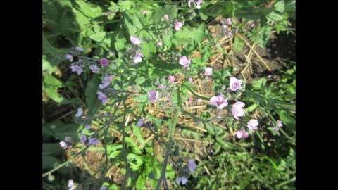 Sky Blue Chinese Forget Me Not August 2024
