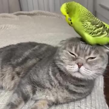 #96 Funniest Cats And Dogs videos 🐶🐱 #funny #animals #cuteanimals