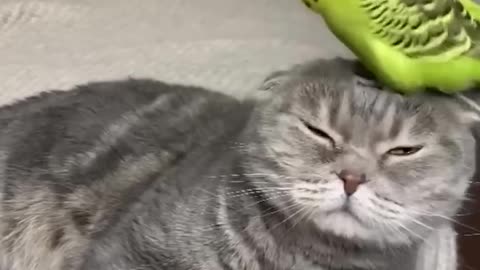 #96 Funniest Cats And Dogs videos 🐶🐱 #funny #animals #cuteanimals