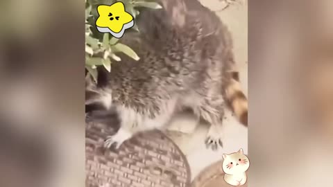 Funny Animal 3