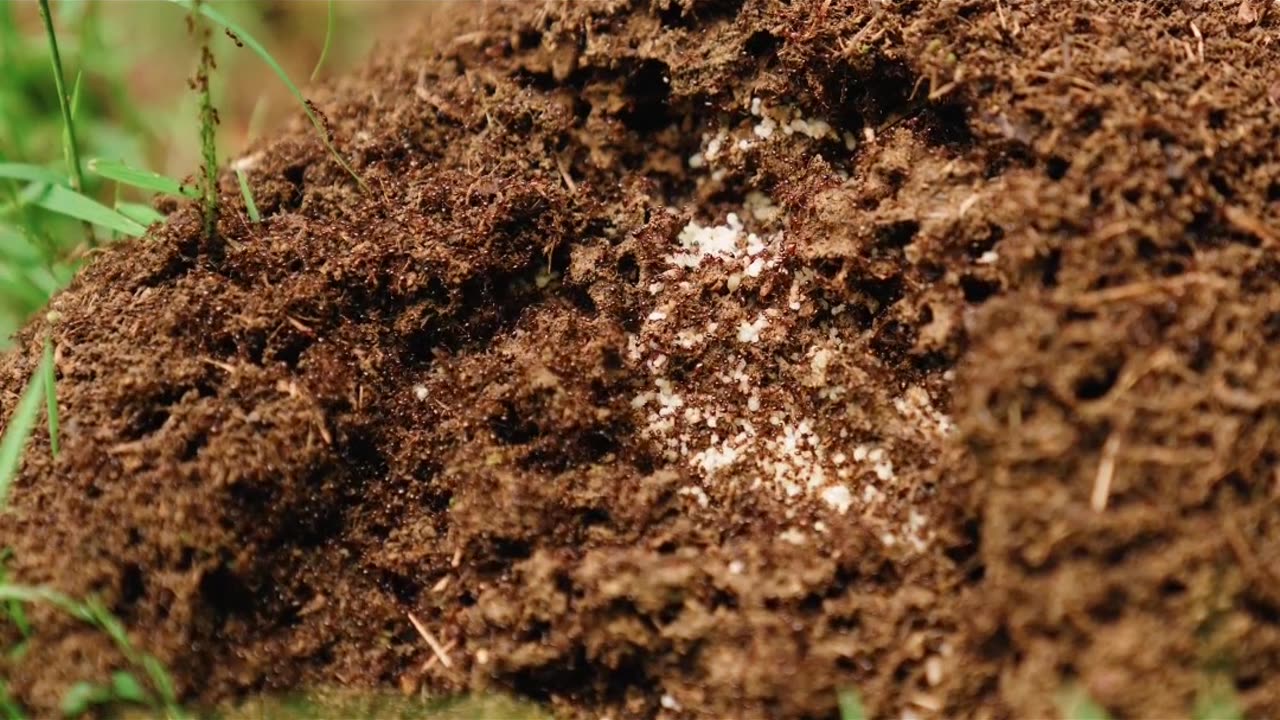 Did You Know? Ants Have Been Farming for Over 50 Million Years! #Shorts