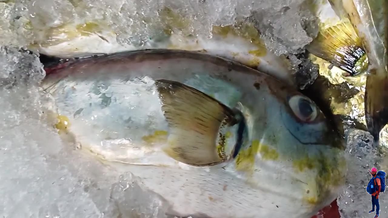 Kerala Coastal Life , India's Historic Beypore Port