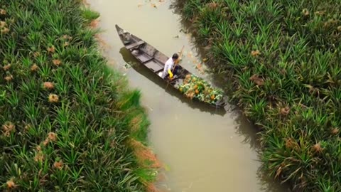 Video 17: Pineapple Harvest in Tan Phuoc, Tien Giang, Vietnam