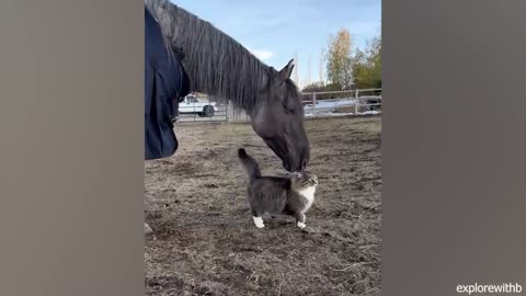 When your cat brings home a friend 🤣